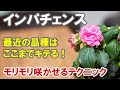 インパチェンスの育て方 花壇でも寄せ植えでも大鉢でも楽しめる！今回は大鉢の作り方！