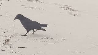 Crow walking