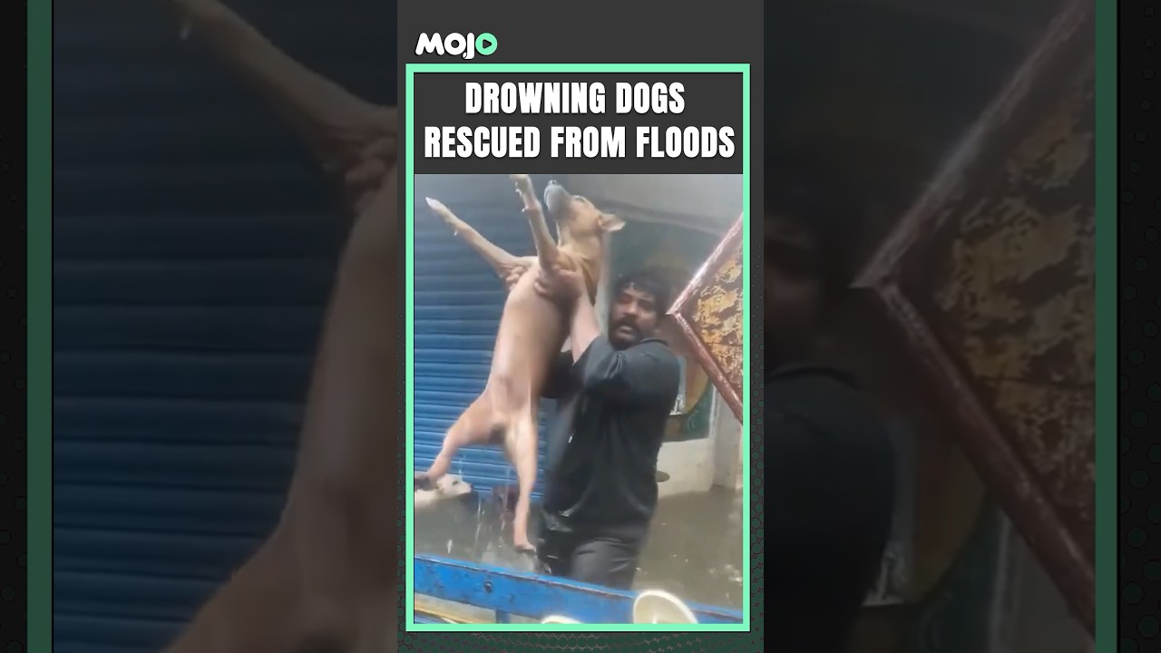 One Man’s Selfless Mission To Save Dogs During Chennai Floods | Cyclone Michaung 