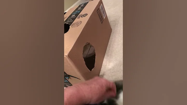 Kitties in box