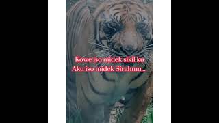 story wa macan loreng story wa macan loreng