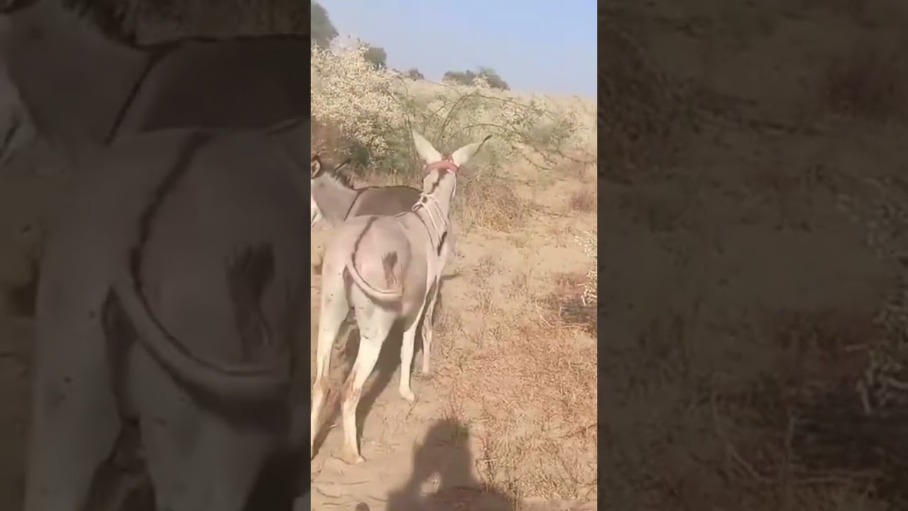 Donkey is very poor battery 🔋 😢 😅 