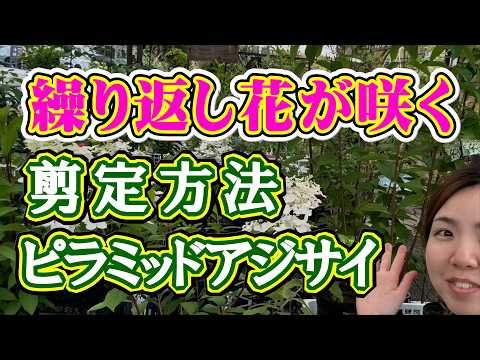 紫陽花の水やり頻度、プロが教える失敗しないコツ