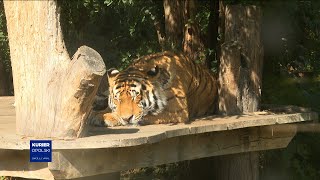 W Opolskim Zoo Urodziły Się Trzy Tygrysice. Pozostają Pod Opieką Matki I Rosną Jak Na Drożdżach