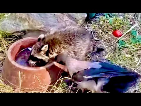 Ворона Варя гоняет енота Тимошку, Степашка и Маняшка оккупировали папу Влада!