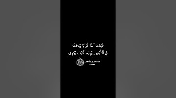 ماهر المعيقلي - سورة المائدة ( برواية حفص عن عاصم ) الأية 31