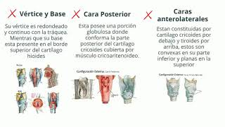 Cavidad Bucal, Laringe y Faringe