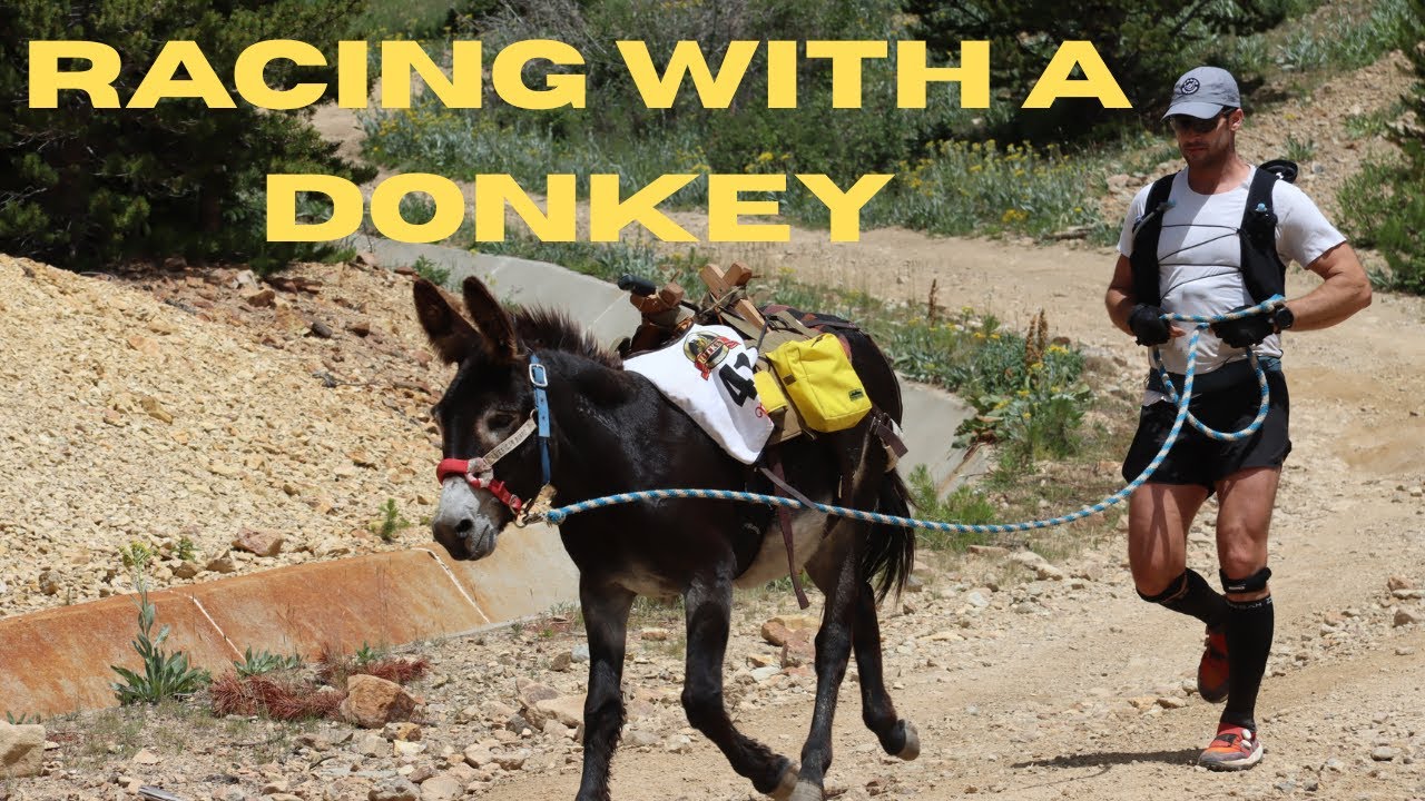 Competing in the Official State Sport of Colorado (Pack Burro Racing)