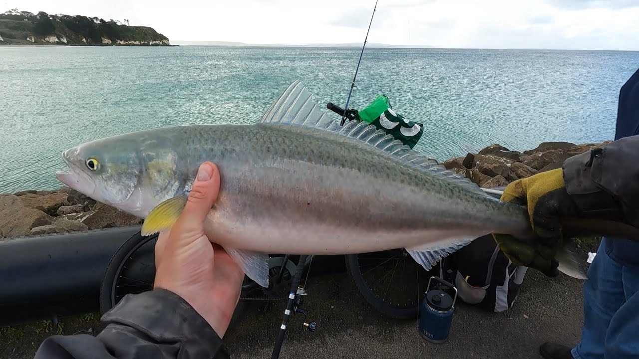 Big Portland Fishing Salmon day Australian Salmon fishing Shimano Spindrift 90hs Pilchard colour