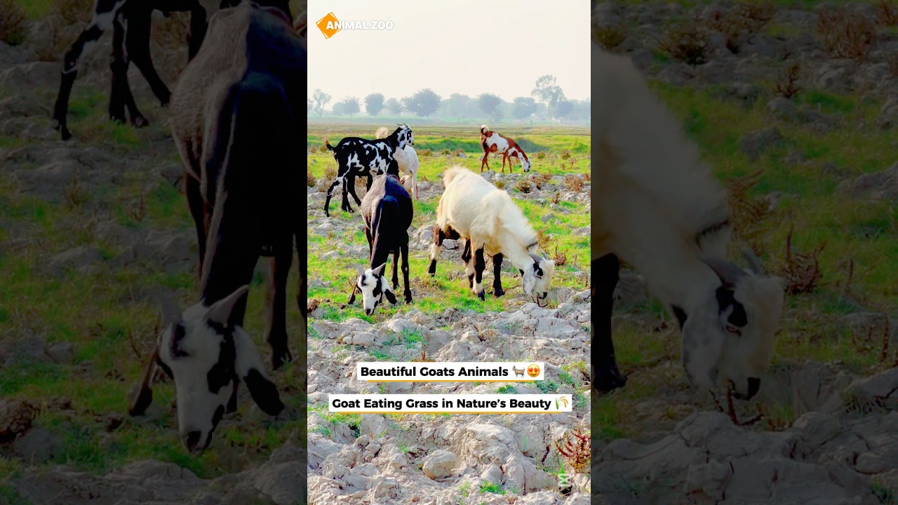 Beautiful 😍🌲Goat Animal Eating Grass 🐐🌈 | 