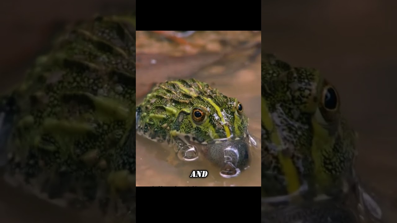 Would You Eat Your Own Sibling to Survive? 🐸😳