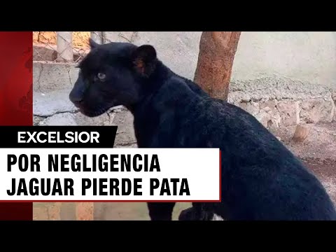 Amputan la pata de un jaguar por descuido de personal de un zoológico en Mérida