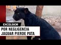 Amputan la pata de un jaguar por descuido de personal de un zoolgico en mrida