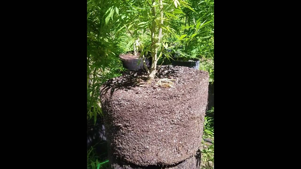 20 into 30 gallon transplants!