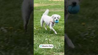 Her favorite #balltime 🤍#dog #playtime