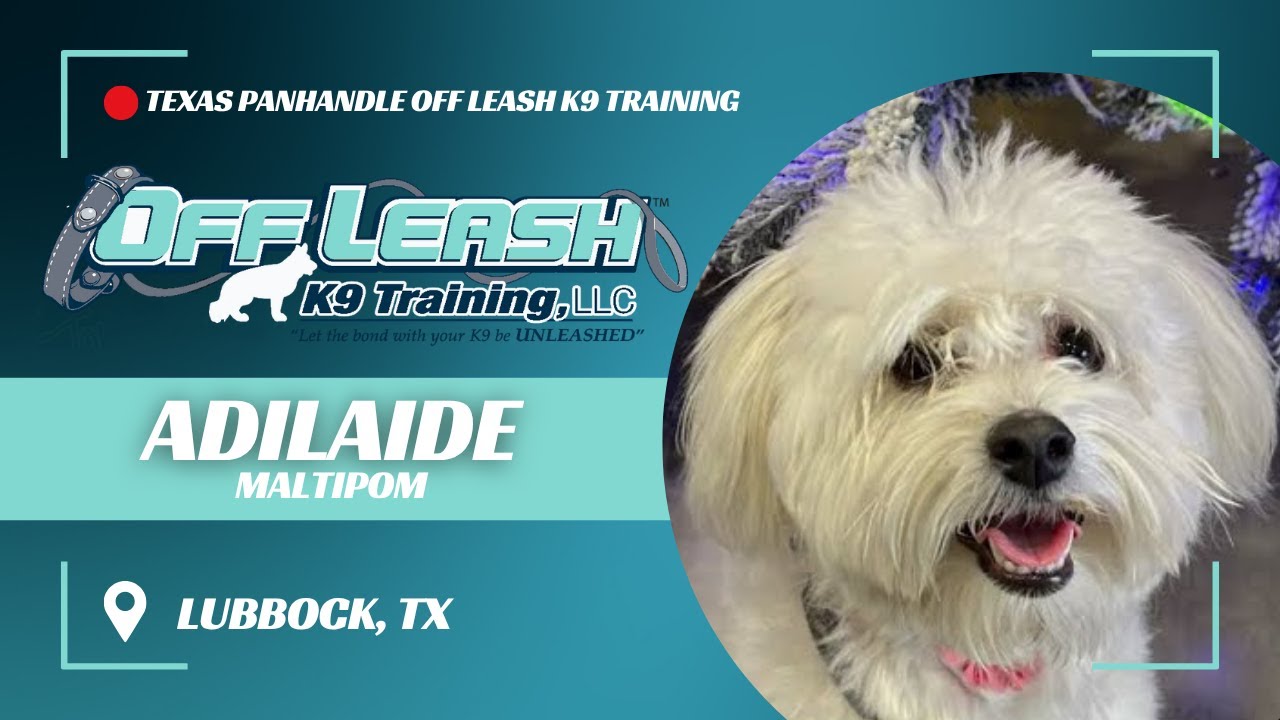 Adilaide, the 9mo Maltipom | Best Dog Trainers in Lubbock Texas