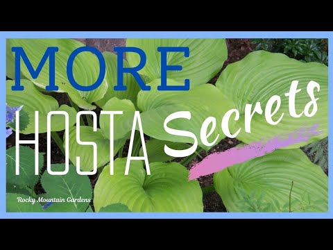 MORE Hosta Secrets ~ Fertilizing Throughout the Summer and What to Do About Hail Damage 🍃🌧 hqdefault