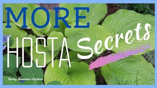 MORE Hosta Secrets ~ Fertilizing Throughout the Summer and What to Do About Hail Damage 🍃🌧