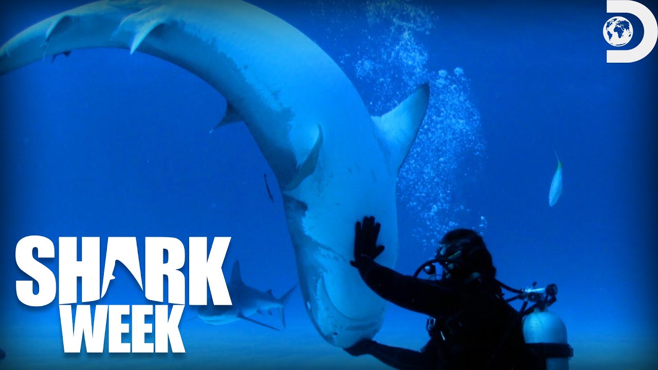 Most Frightening Moments from Shark Week: Sharksanity 2014 | Discovery ...