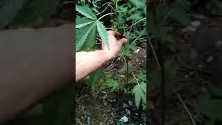 Sweet fire Lemmangnesia Guerilla Breeding Gorilla Grow UK Outdoor Cannabis Strains Genetics Seeds x