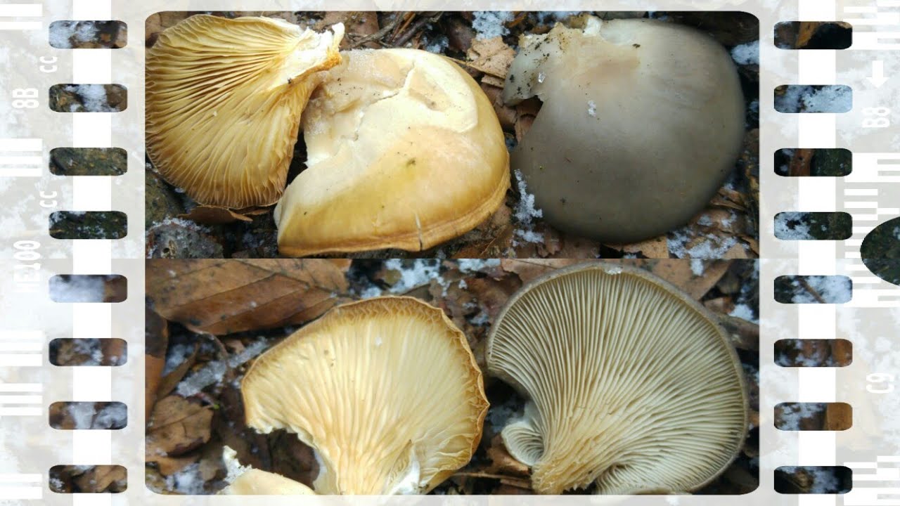 Jak zmienia kolory  Boczniak ostrygowaty (Pleurotus ostreatus)