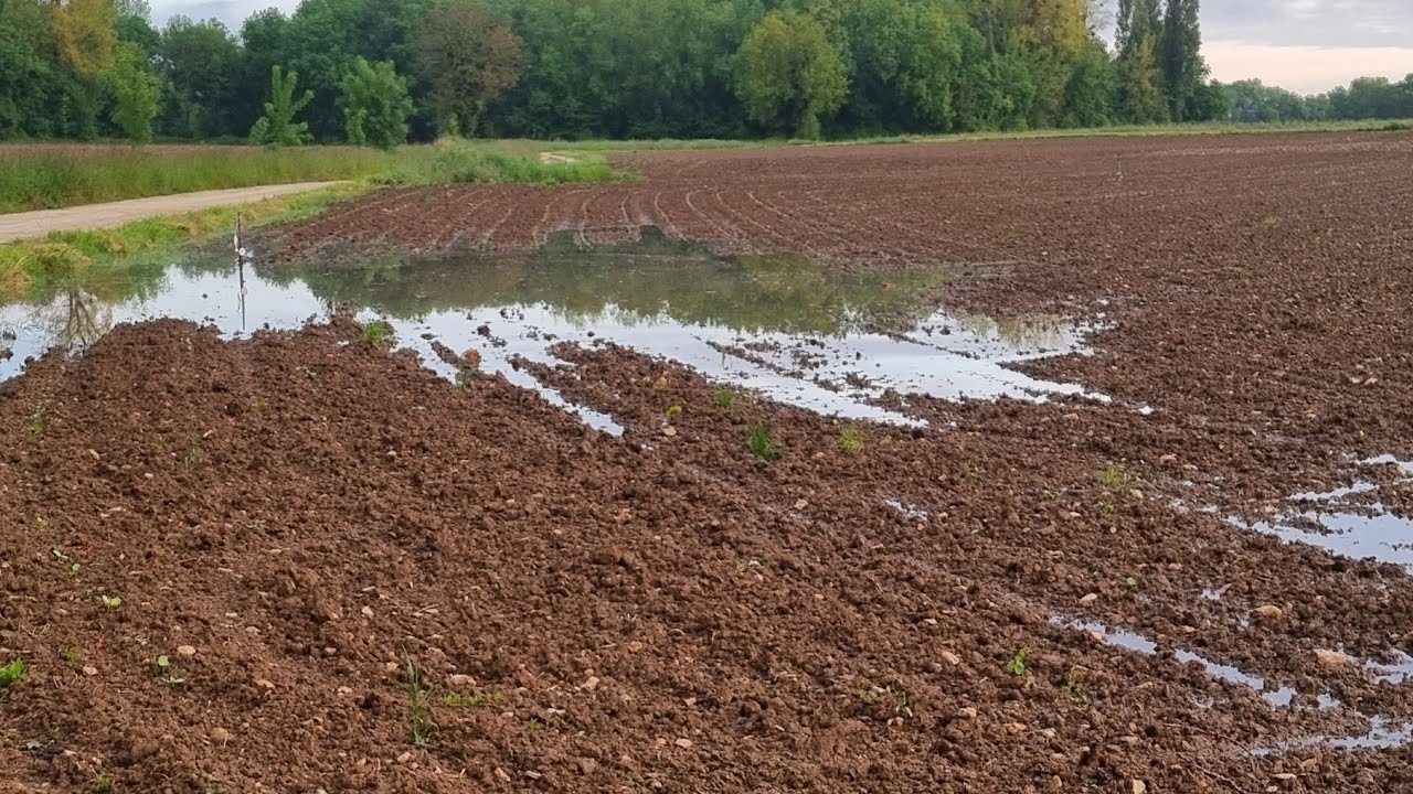 tournesol fort arrosé.  observations,  et constat 2024