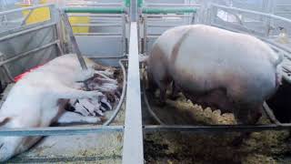 Full Wellfairpen. !00 % loose/free farrowing and protection of piglets. Before and after farrowing. News