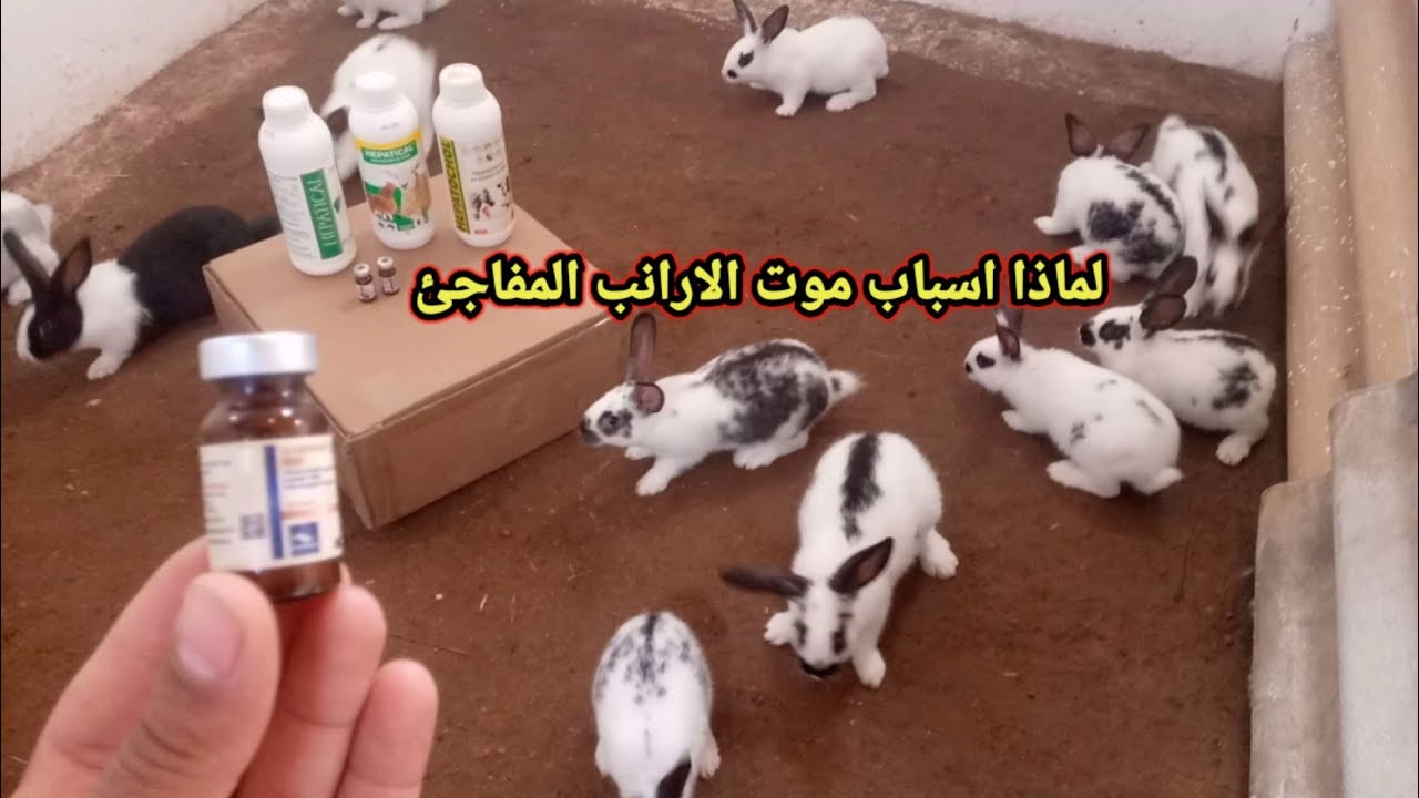 تحصين التسمم الدموي الفيروسي والمعوي الأرانب