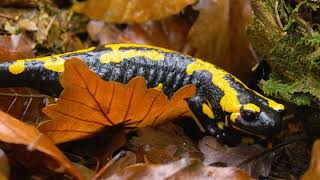 Cooldown with this compilation of FIRE SALAMANDERS