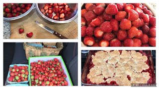 Easy Strawberry Cobbler - from freshly picked Strawberries HHML