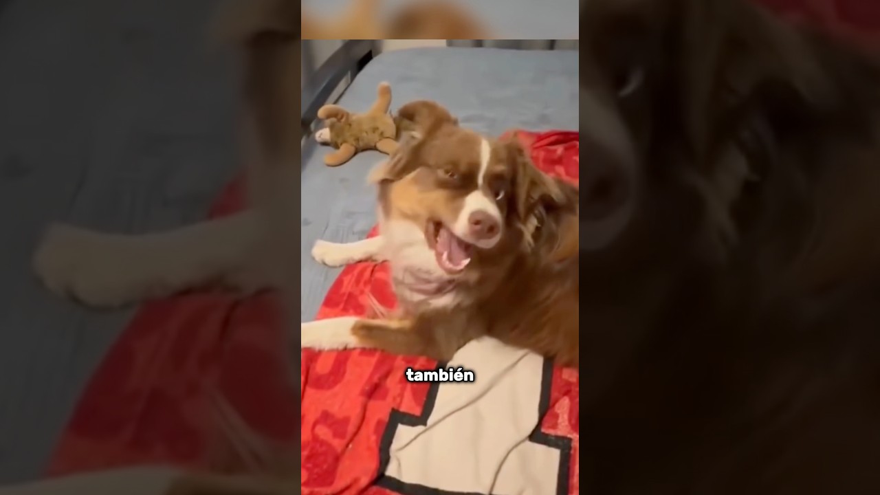 Si estornudas delante de tu perro el TAMBIÉN ESTORNUDA