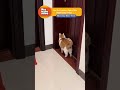 NEW Animal Videos To Make You Laugh!