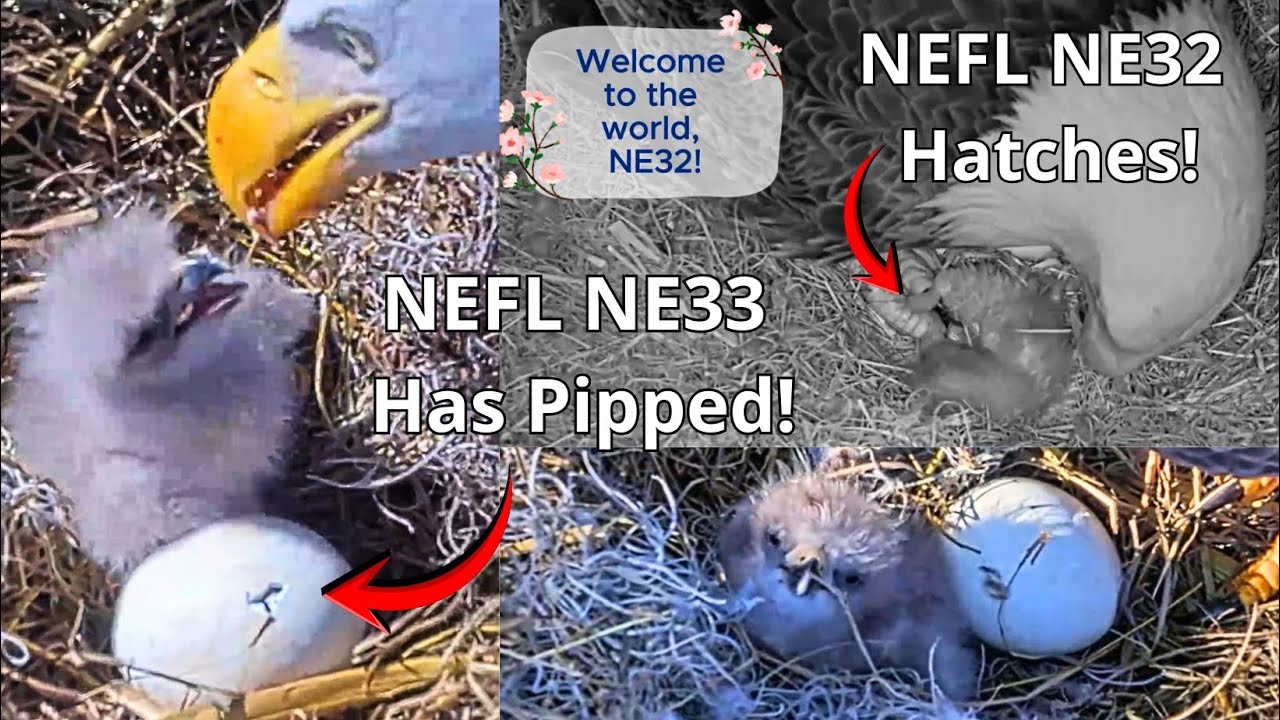 A Tiny Miracle at the Turn of 2025/26😍NEFL: Bald Eaglet NE32 Hatches🎉NE33 Begins To Hatch!🥰