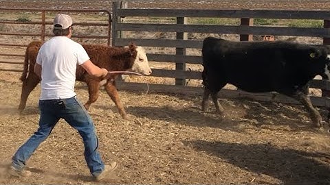 Weaning Calves 2019!!