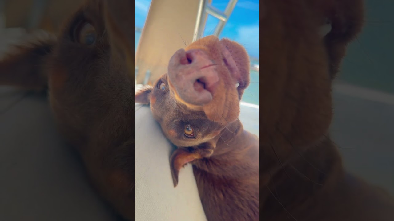 Boop da snoot! #puppy #beach #doberman #boop #dog #dogshorts #happydogs #funny