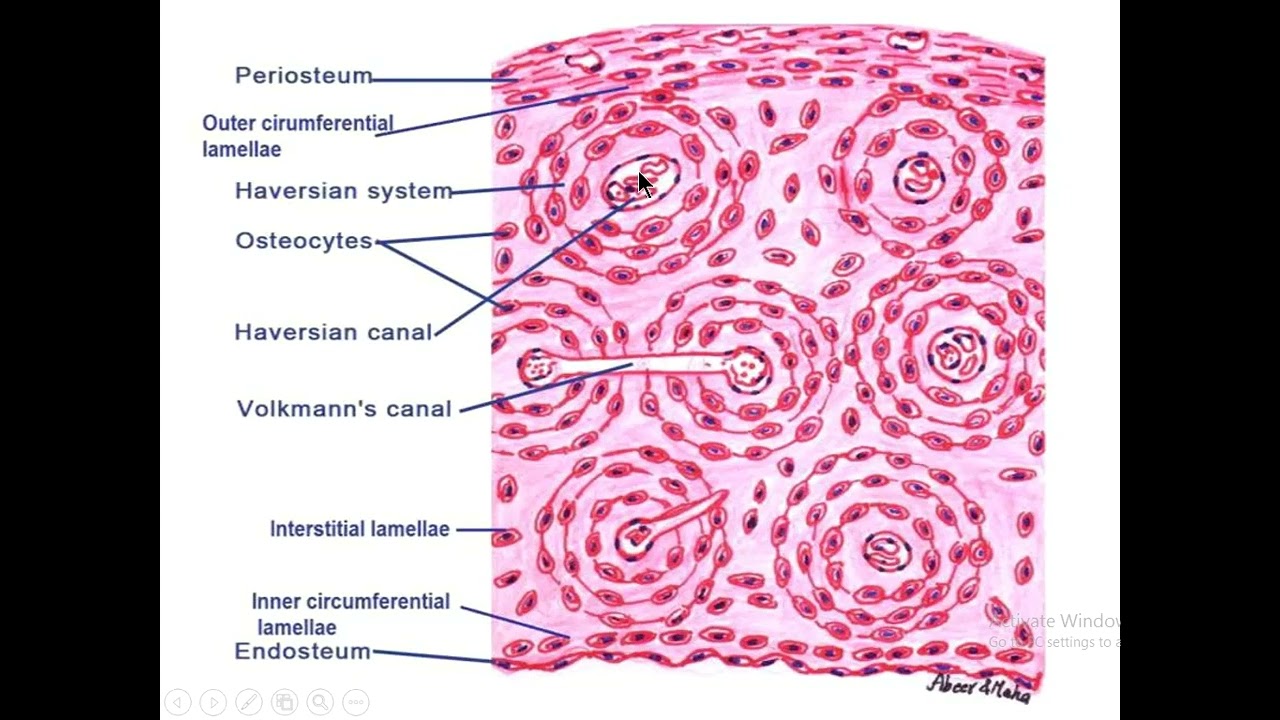 Bone matrix and bone types