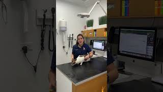 We work in a vet clinic #shorts #vet #veterinary #pets