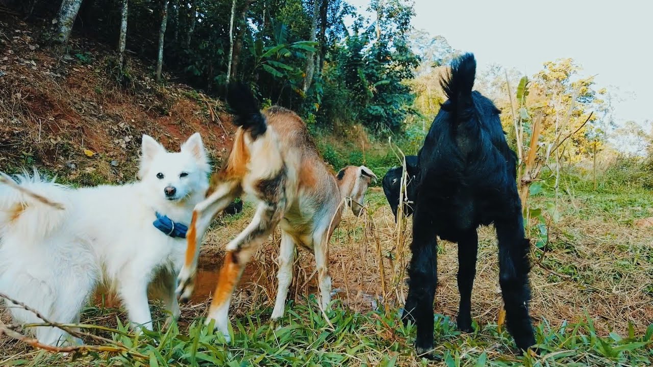 Pure Village Living | Turtles Walking Free, Dog & Goats, Daily Countryside Work