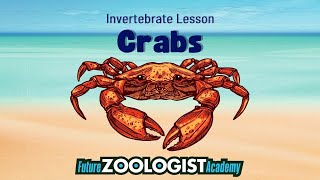 Crabs | Fun Facts About Crabs