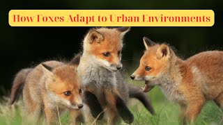 How Foxes Adapt to Urban Environments...#animals #wildlife #fox