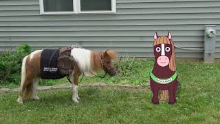 Miniature Service Horse Part 2: ADA Animated School Series