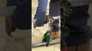 Python Feasting on Parrot Gets Safely Removed