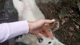 Мелочь пузатая)🐕