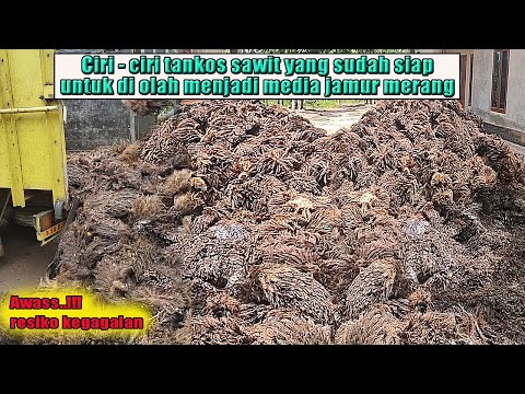 Jamur Yang Tumbuh Di Buah Sawit