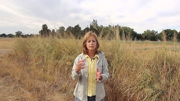 Benefits of Compost on Rangelands