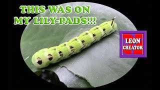 Green ELEPHANT HAWK MOTH CATERPILLAR in Pond Eating LILY PADS!!!  with Leon Hills  LEON CREATOR