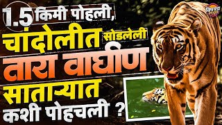 Tara Tigeress 1.5 कम पहल, चदलत सडलल तर वघण सतऱयत कश पहचल ? Vishaych Bhari