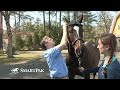 Equine Lameness Exams