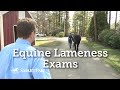 Equine Lameness Exams