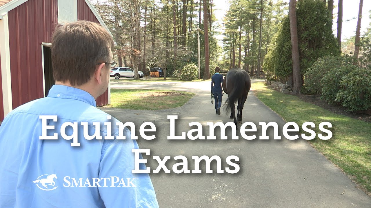 Equine Lameness Exams